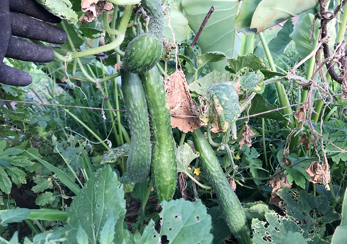 自然農法：夏野菜（８月）キュウリとトウモロコシの混植