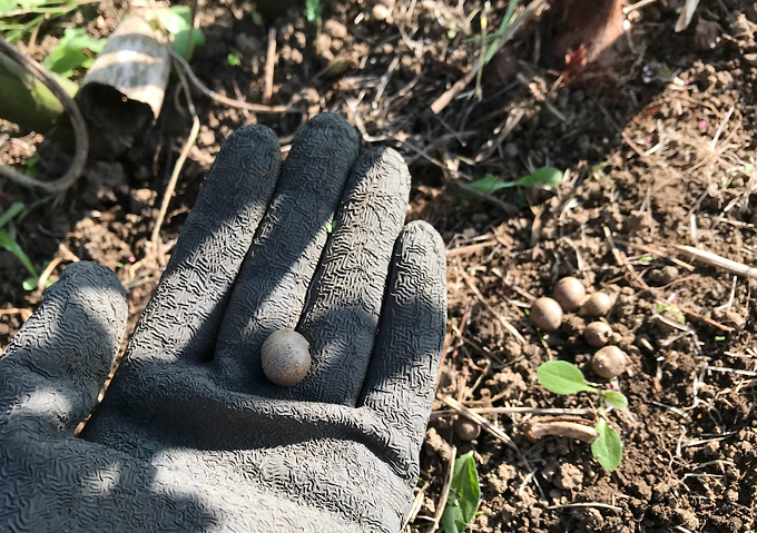 【山芋／自然薯】カサブランカの株元にムカゴがポロポロ収穫