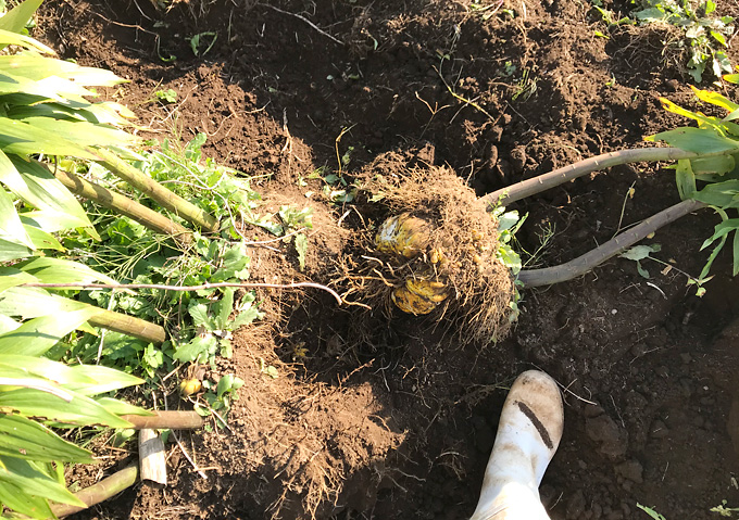 カサブランカの球根を掘り起こす
