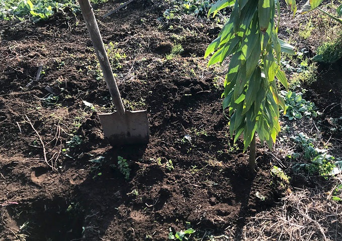 （植え付け）カサブランカの球根を掘り起こす