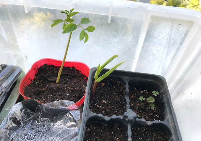 【栽培育苗方法】マルーラの種が発芽した。簡易温室栽培：冬。