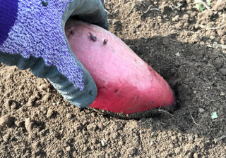 【芽出し／サツマイモ】昨年収穫した残り芋から植付け用のツルを生やします