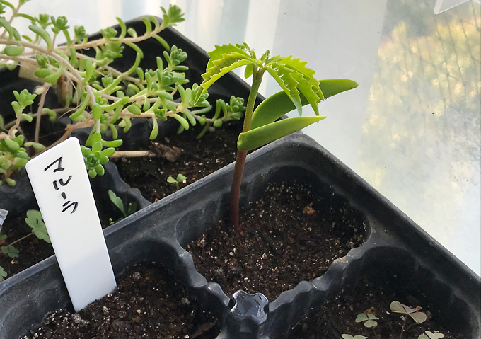 【栽培育苗方法】マルーラの種が発芽した。簡易温室栽培：冬。育苗編