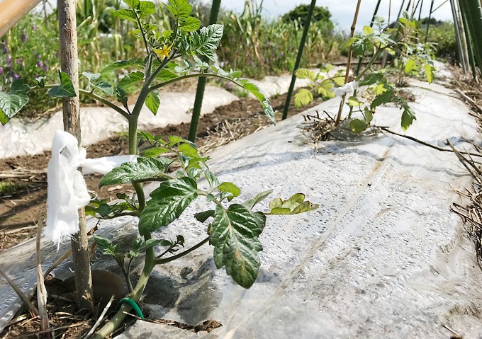 《トマト寝かせ植え》植付け〜栽培までの成長（メリット／効果）
