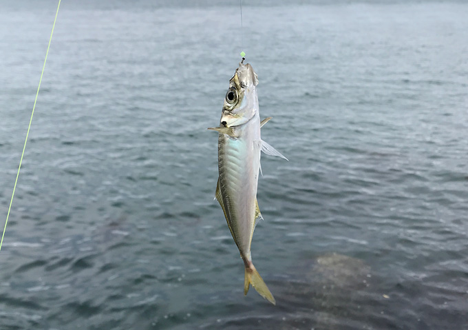 【外房アジのカゴ釣り：釣果】勝浦・鴨川周辺の漁港