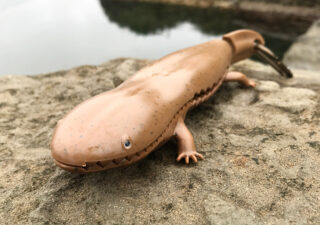 【釣り／フィッシュグリップ】かわいい！第一精工の「オオサンショウウオやん」