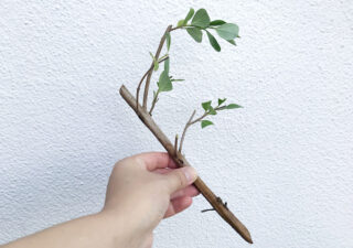【植物移植／ハマゴウ】７月・南房で採取した浜辺植物を挿木。根付いて花を咲かせました。