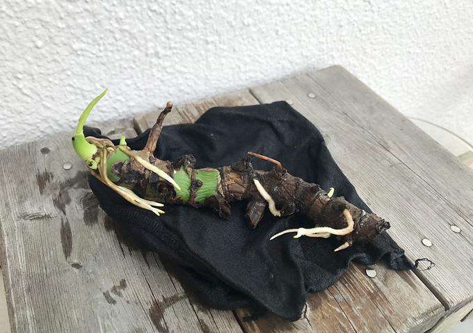 【モンステラ／再生方法】冬の寒さで枯れた茎から発根・発芽！