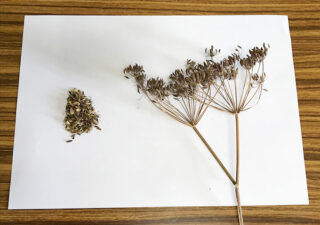 【種採り／フェンネル】茎葉全てが使える万能ハーブ。今回は種（シード）の収穫です。