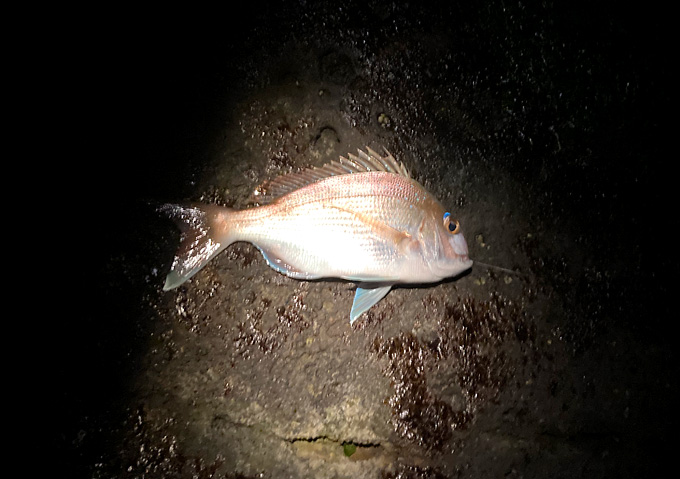 【釣果（冬）】外房磯釣り_夜釣りカゴ釣り