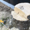 【庭木伐採／DIY】年季の入った太いモチノキを家庭用チェーンソーで安全に伐採します。
