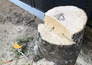 【庭木伐採／DIY】年季の入った太いモチノキを家庭用チェーンソーで安全に伐採します。