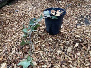 【へデラ／栽培】森で見つけたキヅタ（フユヅタ）を採取してポット育苗しみてました。