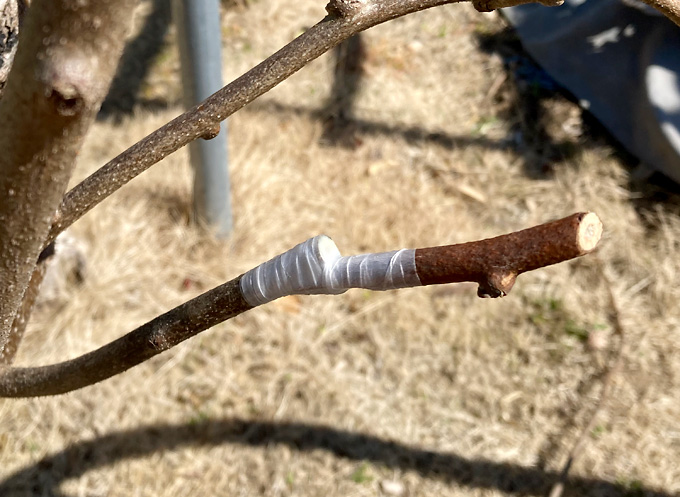 サルナシの育てかた／キウイフルーツ台木に接木（挿し穂の用意）メナデールテープ