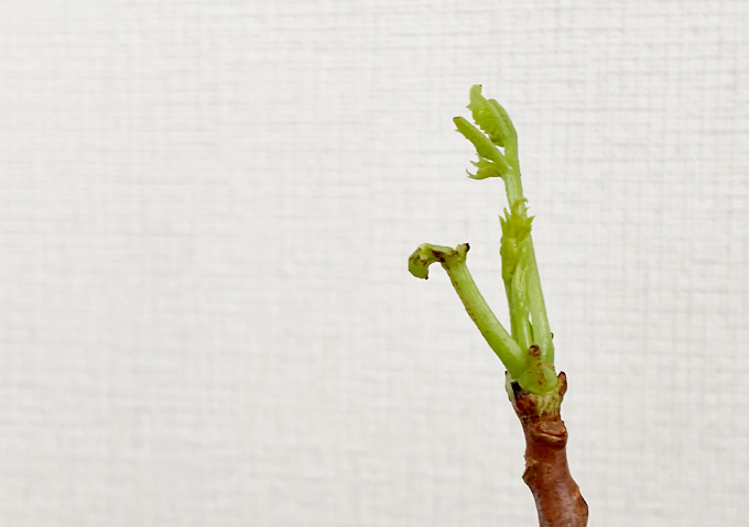 【マルーラ栽培】冬に落葉／２年目の苗から新芽が発芽（ベランダor温室内栽培）