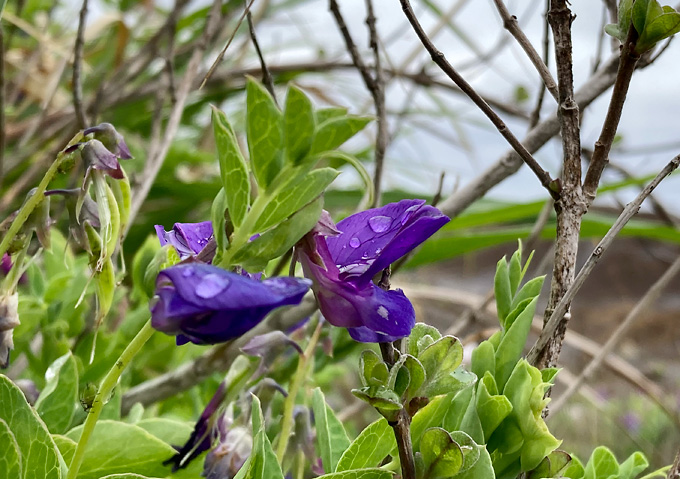 千葉県外房_浜辺の植物採取（紫・ハマエンドウ）