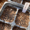 【フェンネル／種まき】発芽率が上がる種まき方法／自家採種したシードを育苗ポットに播種します。