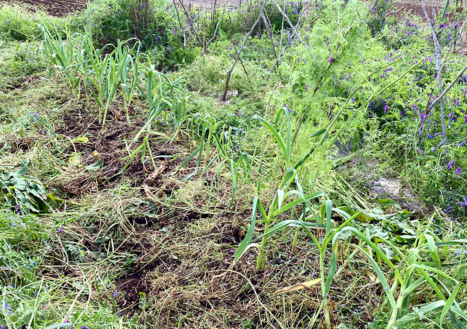 マメ科植物とニンニクの混植_ヘアリーベッチの草刈り