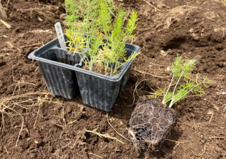 【フェンネル／育苗】家庭のスパイス・フェンネルシード。育てた苗を畑に移植します