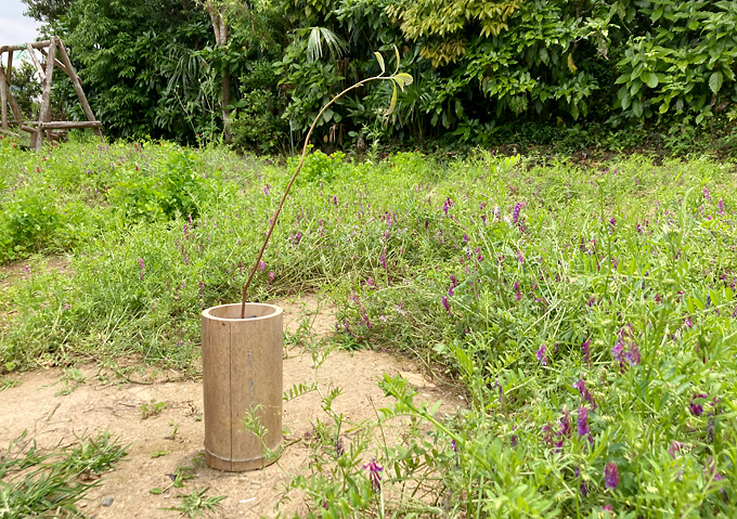 自然に還る植木鉢「竹ポット」の作り方／竹炭と落ち葉／腐葉土（アボカドベーコン・フォルテ）
