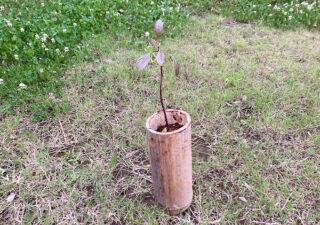 【アボカド（フェルテ）／育苗】竹の植木鉢に移し替えです
