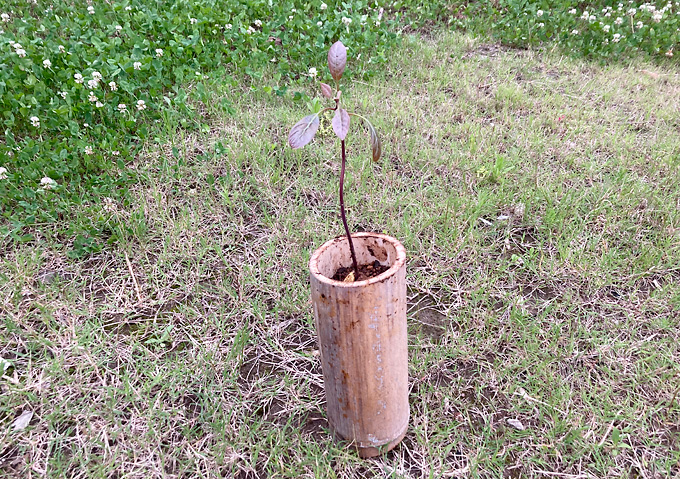 そのまま植えられる：自然に還る竹植木鉢／育苗ポット（アボカド・フェルテ）