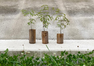 【アオダモ／栽培】雑木の庭計画・庭木に使える広葉樹を育苗しています