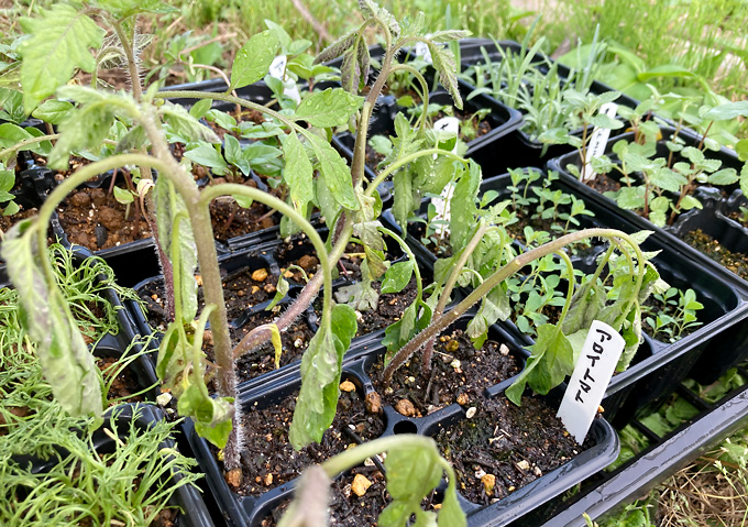 ６月・アロイトマの植え付け／栽培方法（自然栽培／有機栽培）無肥料・無農薬