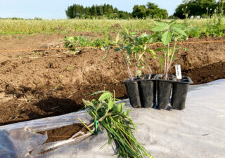 【アロイトマト／植付け】７月・まだ間に合う！？自家採種している固定種トマトを寝かせ植えしました