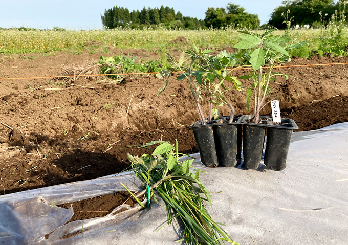 アロイトマトの寝かせ植え／有機・自然栽培／家庭菜園（自家採種）