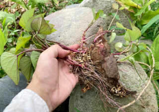 【サツマイモ／植付け】黄金千貫・安納芋を種芋からツルをとって畑に移植しました