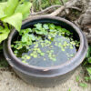 【庭／メダカ鉢】古い水瓶を再利用して屋外でメダカを飼育します