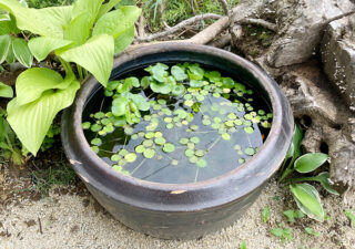 【庭／メダカ鉢】古い水瓶を再利用して屋外でメダカを飼育します