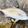 【釣り／外房】海に引き込まれる強い引き！カゴ釣り仕掛けにカンパチがヒット！