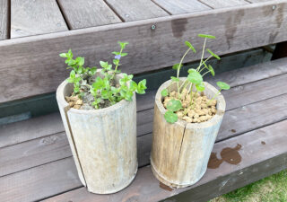【庭／メダカ鉢】竹の筒で植栽ゾーニング、高低差をつけて水鉢に水草を移植します