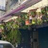 【台湾／観葉植物】街中に植物がいっぱい。台湾人は植物がお好きみたいです。