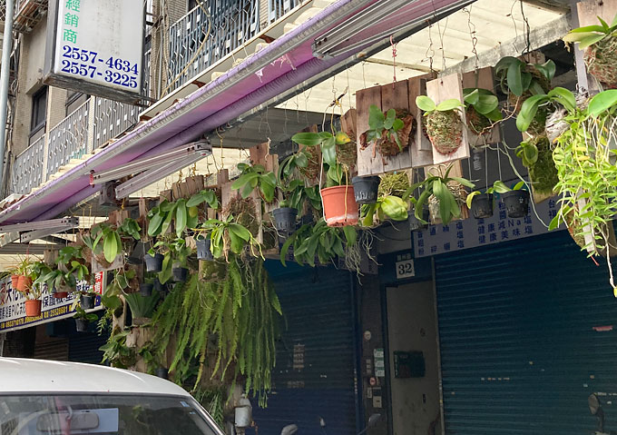 台北／商店の軒先にずらりとぶら下がるランの植木鉢。ビカクシダ／観葉植物