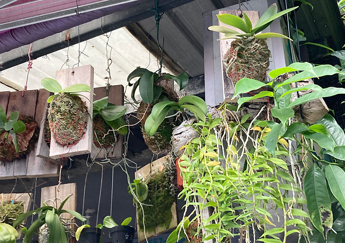 台北／商店の軒先にずらりとぶら下がるランの植木鉢。ビカクシダ／観葉植物
