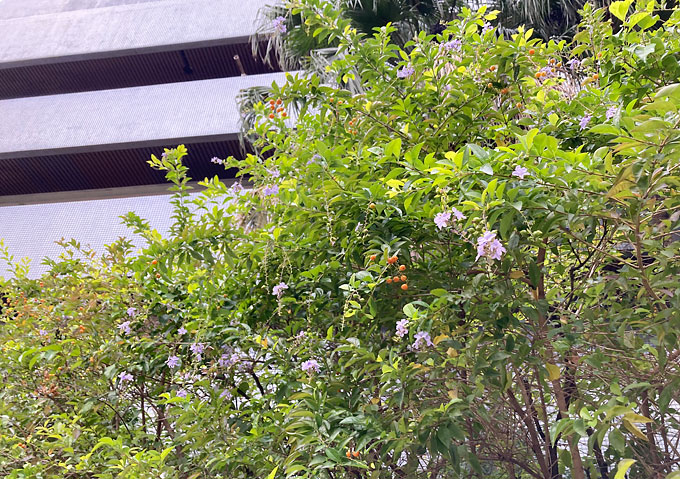 台湾の道端に咲くデュランタ／観葉植物／薄紫の綺麗な花の名前（台北）