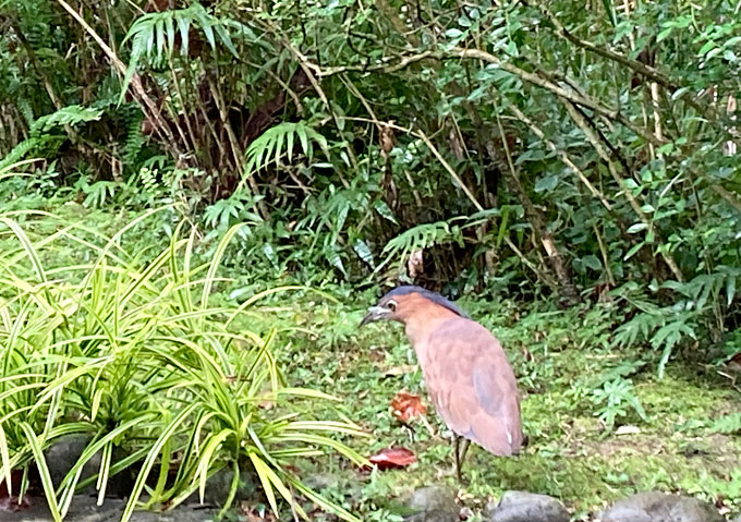早朝の台北植物園でズグロミゾゴイを発見／野鳥／海外旅行・博物館・動物園（熱帯地域）