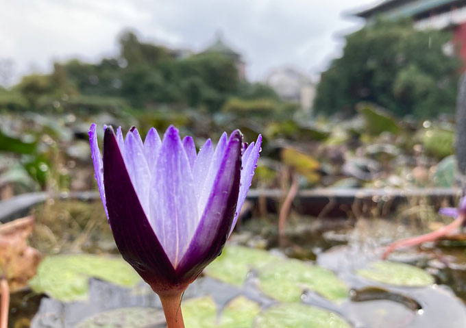 台北植物園のハスの花（紫）開花時期／早朝ジョギングスポット／太極拳／開園時間