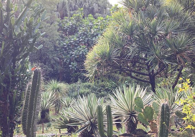 台北植物園／巨大ヤシの木ジャングル熱帯植物／アガベ／ビカクシダ／コーデックス