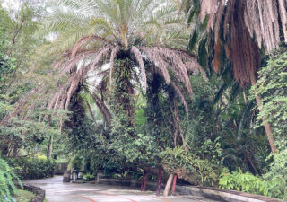 【台湾／観葉植物】熱帯植物がいっぱい。台北植物園に行ってきました。