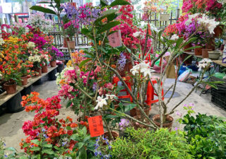 【台湾／観葉植物】週末開催の「建国休日花市」は魅力的な植物がずらり