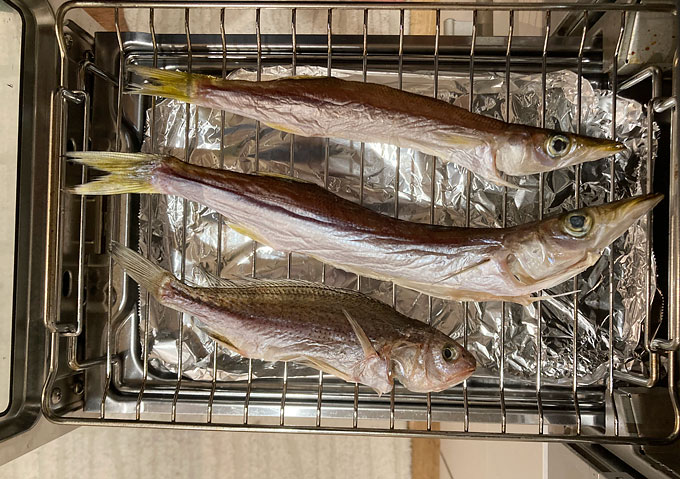 外房カマス釣り／ジグサビキで大量ゲットした魚を美味しくいただく（一夜干し／干物）塩焼きレシピと塩加減
