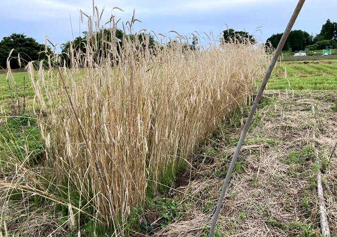 ライ麦の家庭菜園での収穫方法（自然栽培）緑肥やバンカープランツ・機械を使わない脱穀方法について