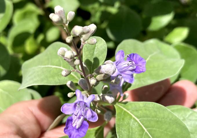 ハマ号の栽培方法／地植え時期と管理／自生地／千葉県／薄紫色の花ハーブ／シソ科ハマゴウ属