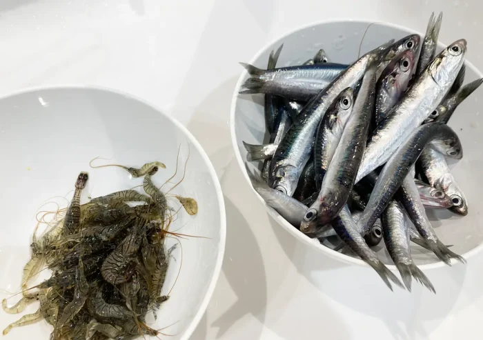 外房の磯遊びスポット／タイドプール（潮溜まり）で小魚や小エビを捕まえる＆観察／おすすめの綺麗な海岸／勝浦・鴨川