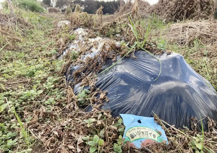 秋植えジャガイモの品種/デジマとアンデスレッド/黒マルチ栽培方法〜収穫時期/植付け