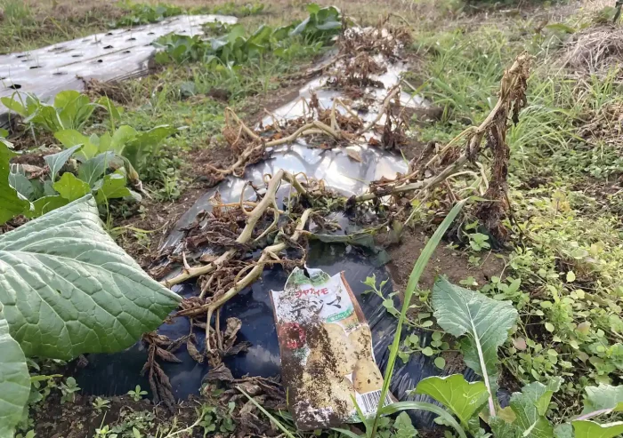 秋植えジャガイモの品種/デジマとアンデスレッド/黒マルチ栽培方法〜収穫時期/植付け